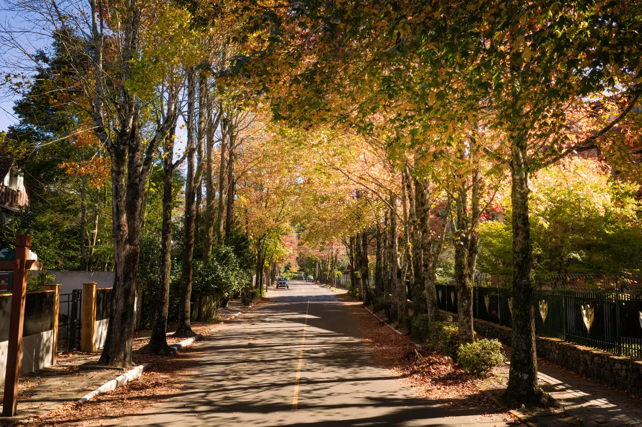 Vista aérea de Gramado cercada pela mata da Serra Gaúcha