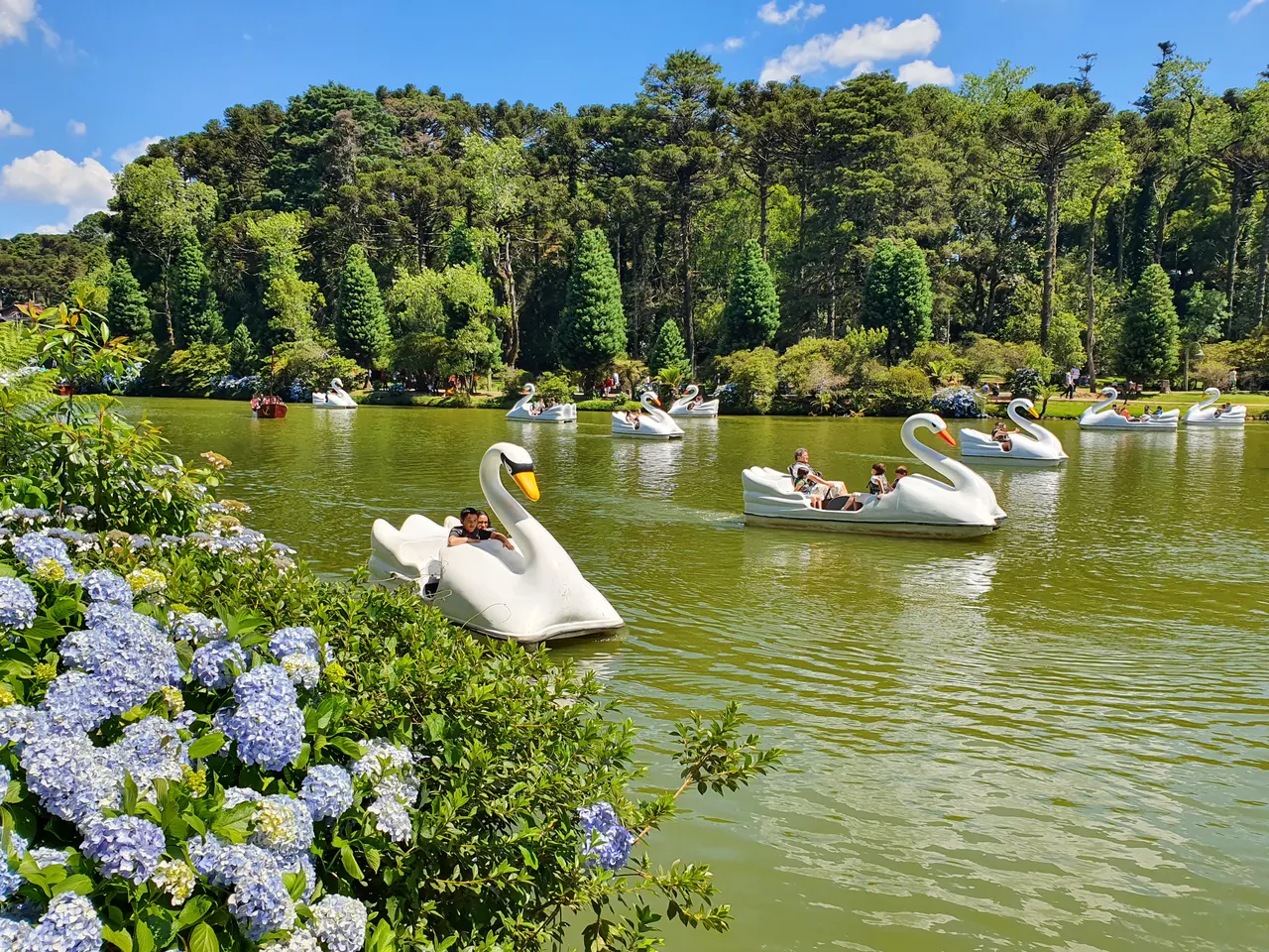 Lago Negro, em Gramado, com pedalinhos de cisne cercados por pinheiros